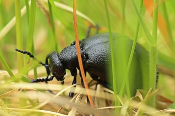 Weiblicher Schwarzblauer Ölkäfer (Meloe proscarabaeus).