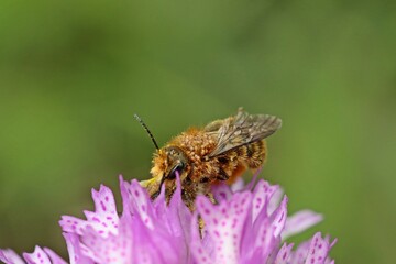 Wildbienen der Gattung Osmia bei der Paarung auf Dreizähnigem Knabenkraut (Neotinea tridentata)