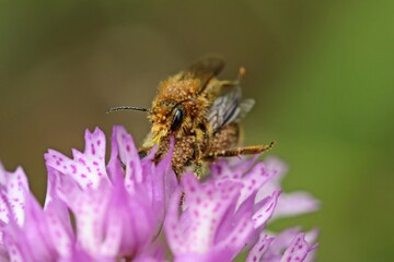 Wildbienen der Gattung Osmia bei der Paarung auf Dreiz&auml;hnigem Knabenkraut (Neotinea tridentata)