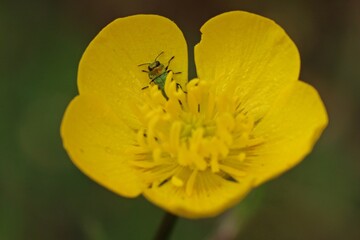 Männlicher Glänzender Blütenprachtkäfer (Anthaxia nitidula).
