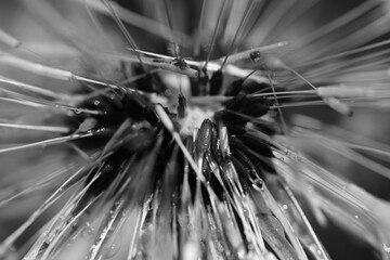 Pusteblume einer Löwenzahn Pflanze im Detail als Nahaufnahme nach einem Regen Schauer mit Tropfen aus Wasser, Taraxacum