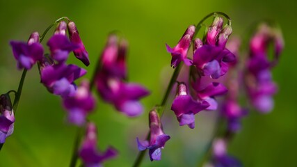 Obraz premium Beautiful bright colored spring banner of blooming wild forest pea or spring pea Lathyrus vernus. Close-up of bright purple-lilac flowers in sunlight.