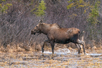 A large moose seen along the Alaska Highway in spring time walking through marsh landscape in natural, wild environment. 