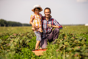Young man farmer working in the garden, picking strawberries for his toddler daughter