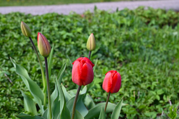 Unopened tulip flowers