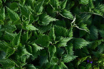 Nettle field close-up in spring