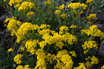 Basket of gold plant blossom