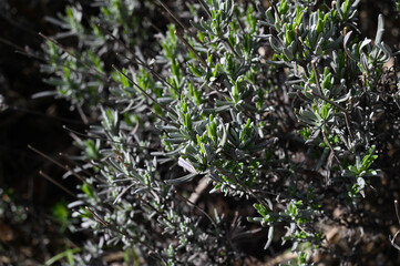Close-up of english lavender leaves