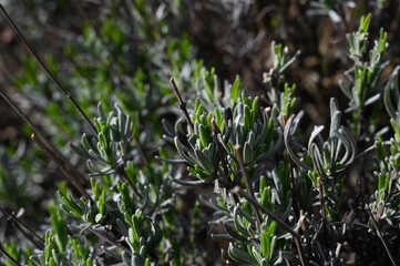 Close-up of english lavender leaves
