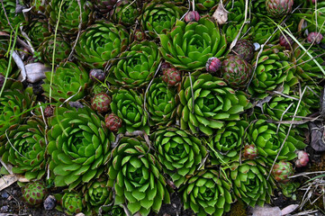 Composition of green garden plants