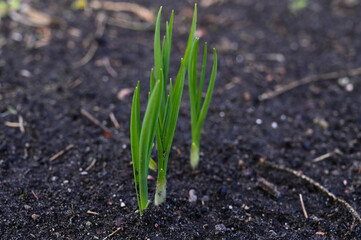 Close-up of onion bow arrows