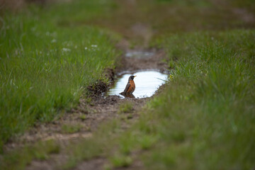 American Robin