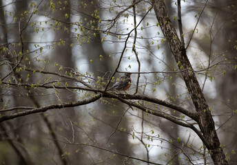 American Robin