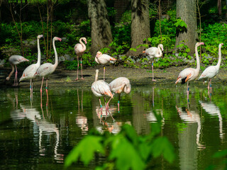 flamingos in the lake at the zoo
