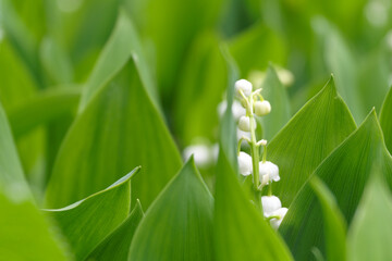 Maiglöckchen im Frühling