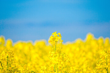 close up of yellow rapeseed flowers