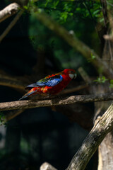 colorful parrot sitting on a branch