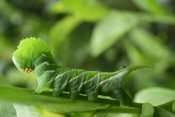 green caterpillar