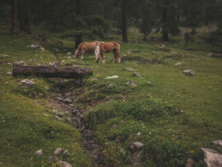 cavalli selvatici nei boschi in montagna a Livigno, Italia