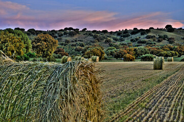 alpacas recogida cereales castilla