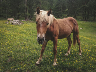 Obraz premium cavalli selvatici nei boschi in montagna a Livigno, Italia