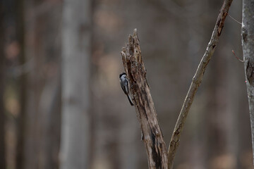 Black Capped Chickadee