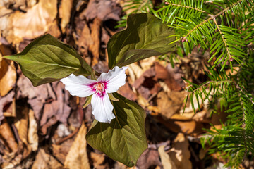 Snowy white Trillium grandiflorum flower. Wildflowers in the White Mountains turn pink as they fade with age. New Hampshire, USA