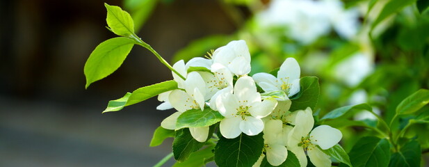 Apple blossom. Apple blossom Beautiful blossoming branches of apple tree with blurred background. Succulent white flowers with white buds close-up. Spring season background. Baner.