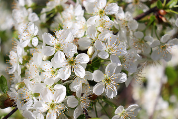 White cherry blossom spring background. Blooming tree in the garden. Close-up of cherry flowering branch