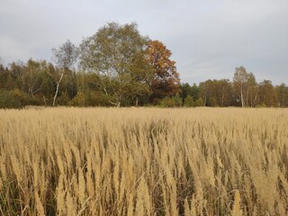 Obraz premium Russianbeauty