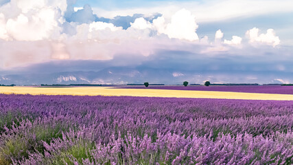 Lavender field in Provence, beautiful landscape in spring
