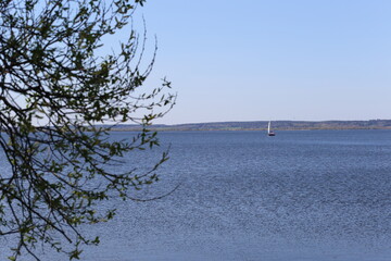 tree in the water