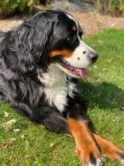 bernese mountain dog