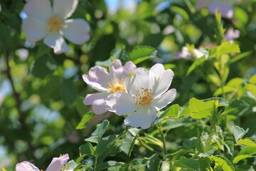 Delicate pink wild rose flowers