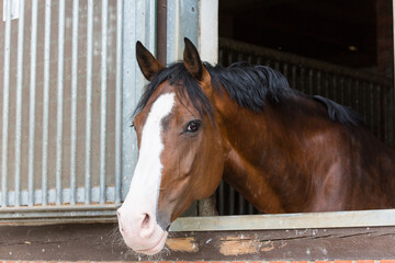Pferd schaut aus dem Stallfenster © elli0013