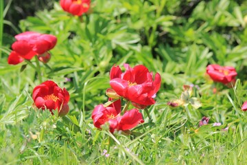 Obraz na płótnie Canvas Wild red peonies Paeonia peregrina in the area 