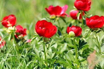 Wild red peonies Paeonia peregrina in the area "Kamen bryag" Bulgaria