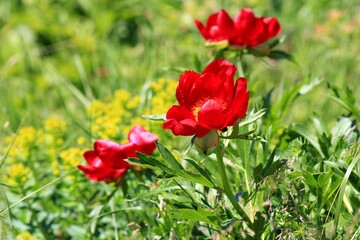 Wild red peonies Paeonia peregrina in the area 