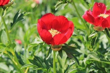 Wild red peonies Paeonia peregrina in the area "Kamen bryag" Bulgaria