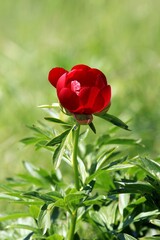 Wild red peonies Paeonia peregrina in the area 