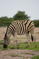 Fototapeta na wymiar Side on portrait of wild Burchell's Zebra (Equus quagga burchellii) grazing Etosha National Park, Namibia.