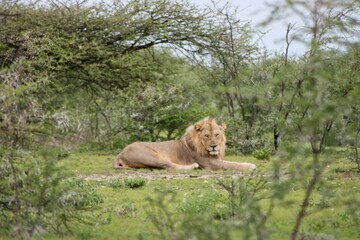 Fototapeta premium Side on portrait of wild lion (Panthera leo) resting and looking at camera Etosha National Park, Namibia.