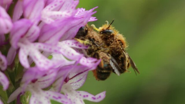 Wildbienen der Gattung Osmia bei der Paarung auf Dreiz&auml;hnigem Knabenkraut (Neotinea tridentata)