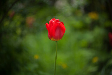Obraz premium Tulip in an open field. Soft background. Beautiful bokeh. 