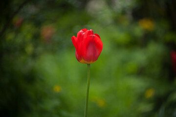 Tulip in an open field. Soft background. Beautiful bokeh. 