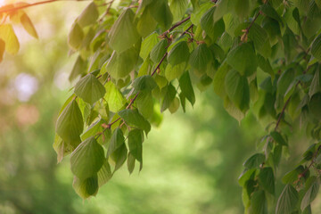 Fototapeta premium Fresh green leaves of a tree, frame. Natural background. Foliage. 
