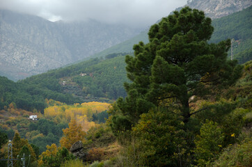 Obraz premium OTOÑO VALLE DEL TIETAR BOSQUES Y RIOS DE MONTAÑA