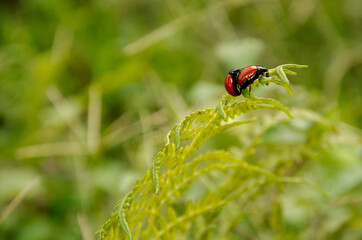 INSECTO MARIQUITA