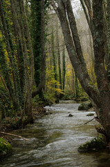 Obraz premium OTOÑO VALLE DEL TIETAR BOSQUES Y RIOS DE MONTAÑA