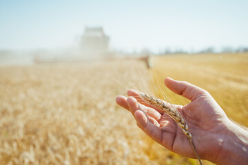 The hand touches the ears of barley. Farmer in a wheat field. Rich harvest concept